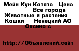 Мейн Кун Котята › Цена ­ 15 000 - Все города Животные и растения » Кошки   . Ненецкий АО,Оксино с.